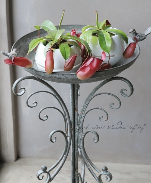 食虫植物】 ネペンテス 『レディラック』 ウツボカズラ | すべての商品