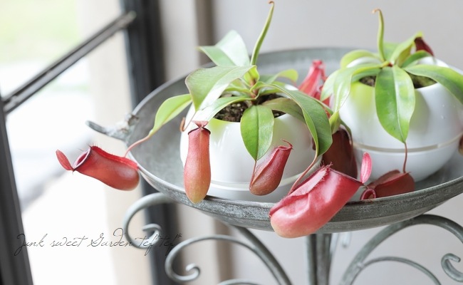 植物の奴隷　月曜日発送様 リクエスト 4点 まとめ商品 食虫植物】 ネペンテス 『レディラック』 ウツボカズラ | すべての商品