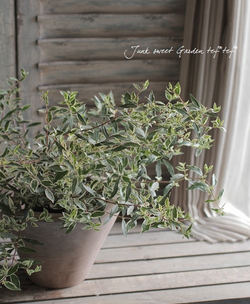 ���٥ꥢ���إ���ե��åƥ���