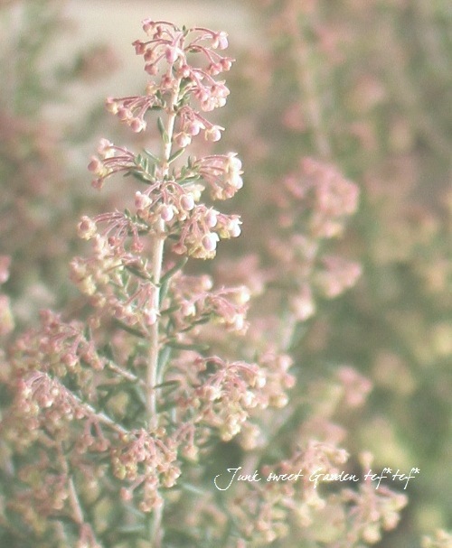 <i>Erica canaliculata</i><BR><BR>����Υᥨ�ꥫ<BR>�إ��ʥꥯ�顼����