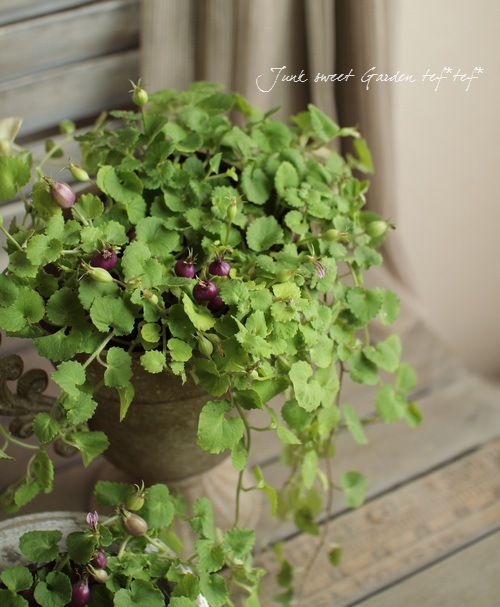 �إѡ��ץ륯���٥꡼��