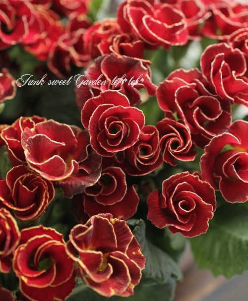 <i>Primula juriana hybrid</i><BR><BR>�ץ��顦�ϥ��֥�å�<BR>���֥�󥬿���