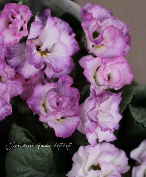 �ץ��顦�ϥ��֥�å�<BR>�إѥ��ƥ륫�顼��<BR>3.�ݥå�