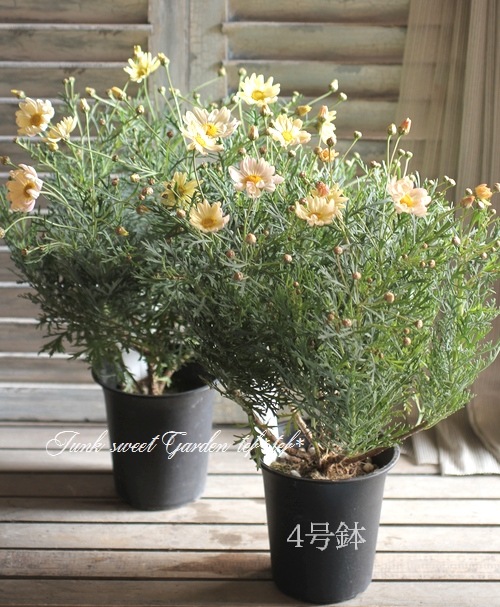 <i>Argyranthemum frutescens����Spring Bouquet��</i><BR><BR>���Ѥ�ꤹ��ޡ�����åȡ�<BR>�إ��ץ�󥰥֡�����