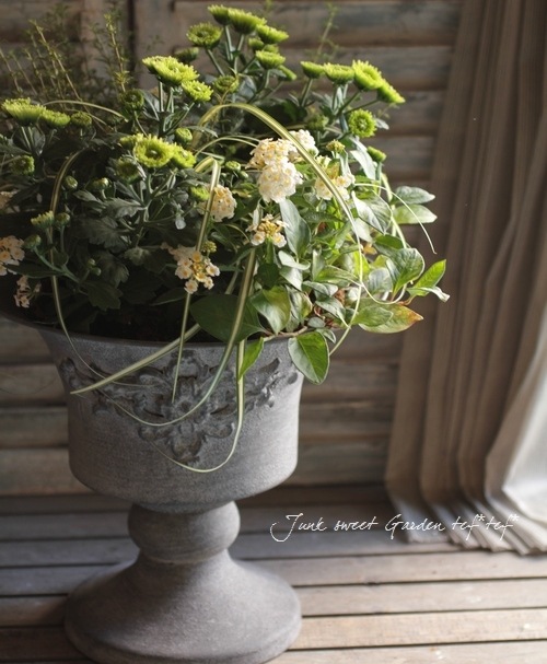 �ڴ��տ�ʪ�� ����å��� �إ��С�������ɡ� �إ٥����饹��