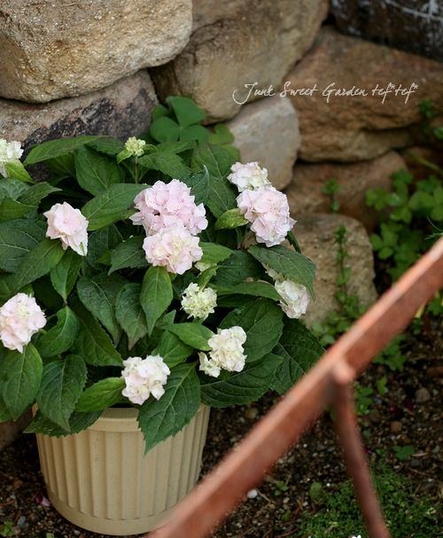 八重咲き山紫陽花 伊予獅子手まり ピンク すべての商品 Junk Sweet Garden Tef Tef