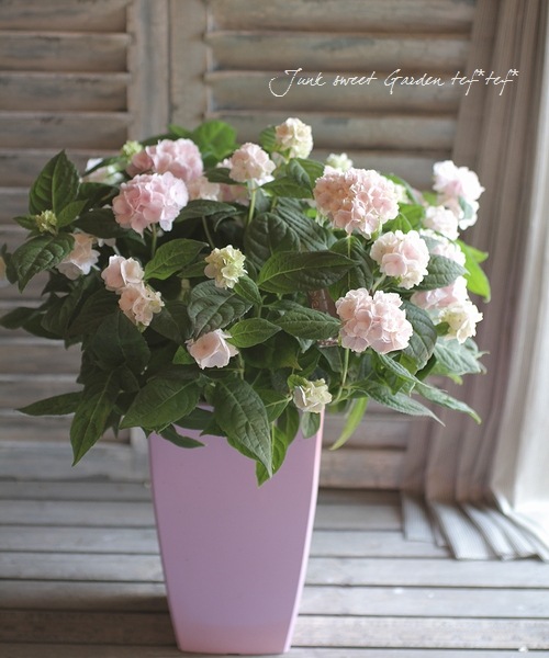 Hydrangea serrata<BR><BR><BR>ذͽҼޤ