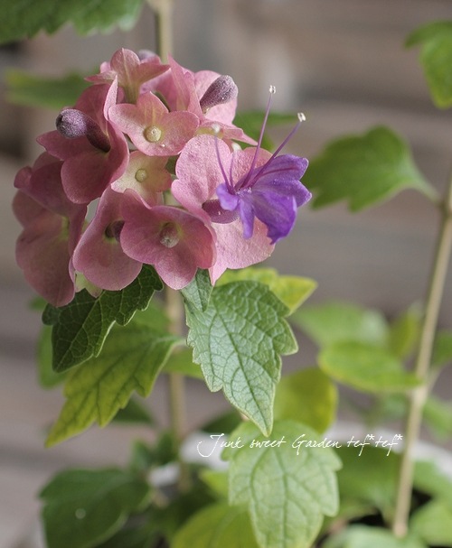 ちょうちょのお花！ホルムショルディア 『テッテンシス