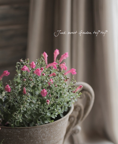 �����ƥ�ꥢ��Ωϲ�� ���إ����꡼�����륭��åס�