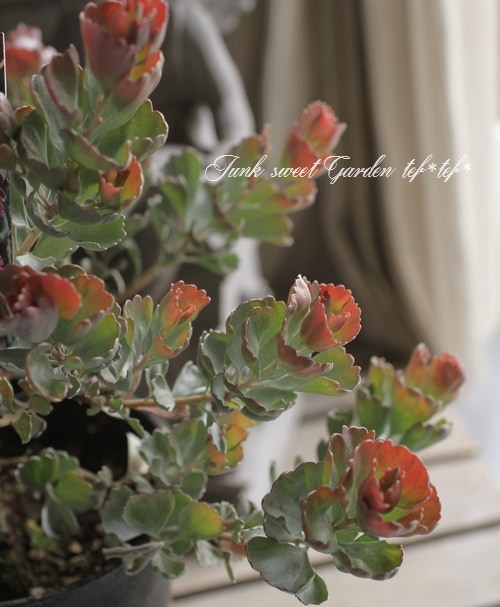 ���ǥʥ󥵥����إ��͡��������Х����åȥե���