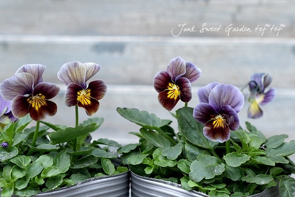 ������ƥ������ӥ��顡�إե����ƥåɥ��祳�졼�ȡ�