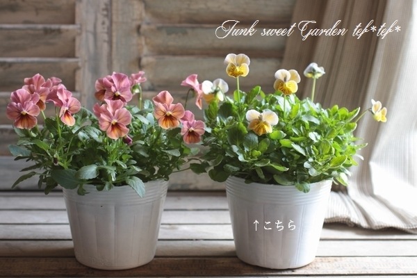 <i>Violawittrockiana </i><BR><BR>ӥ<BR>ߥ˥إϡȥ