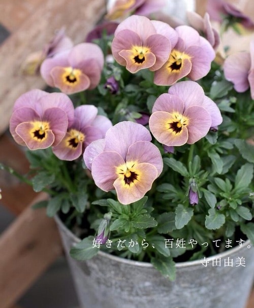 i>Viola×wittrockiana </i><BR><BR>アンティークカラーのビオラ<BR