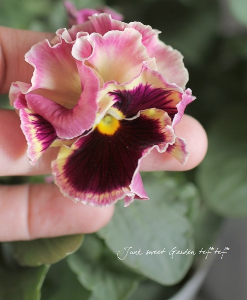 <i>Viola��wittrockiana </i><BR><BR>�ե��ѥ󥸡�<BR>�ե���<BR>�إȥꥫ�顼��������