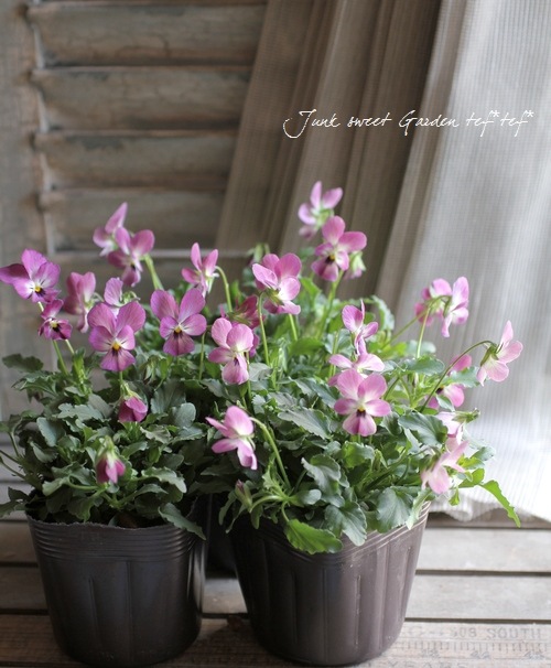 �ߤ�ȥӥ��顡�إҥ��»ΤΥ磻�󥰥饹��