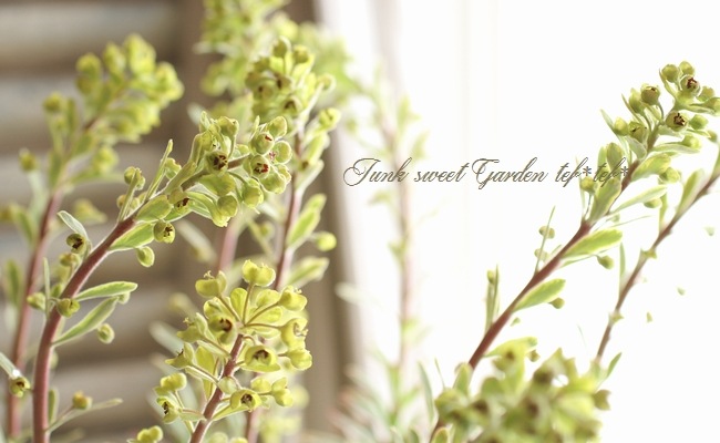 <i>Euphorbia x martinii</i><BR><BR>�桼�ե���ӥ�<BR>�إ�����ǥ�쥤��ܡ���