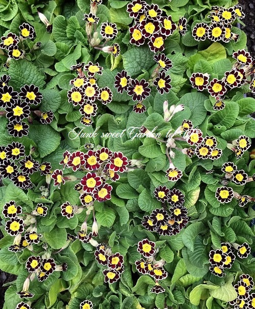 <i>Primula</i><BR><BR>����ƥ������ץ���<BR>����ϡإ���С��졼����