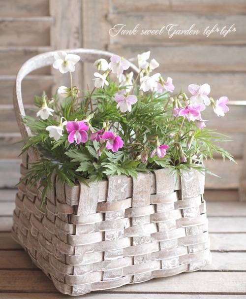 <i>Viola</i><BR><BR>ܥߥ<BR>3ʼMIX