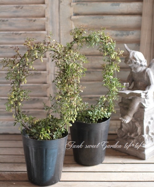 i>Clematis petriei</i><BR><BR>フォステリー系クレマチス<BR