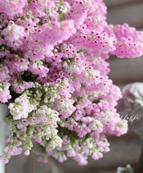 <i>Erica chamissonis<i><BR><BR>���ꥫ �إ���ߥ��˥���