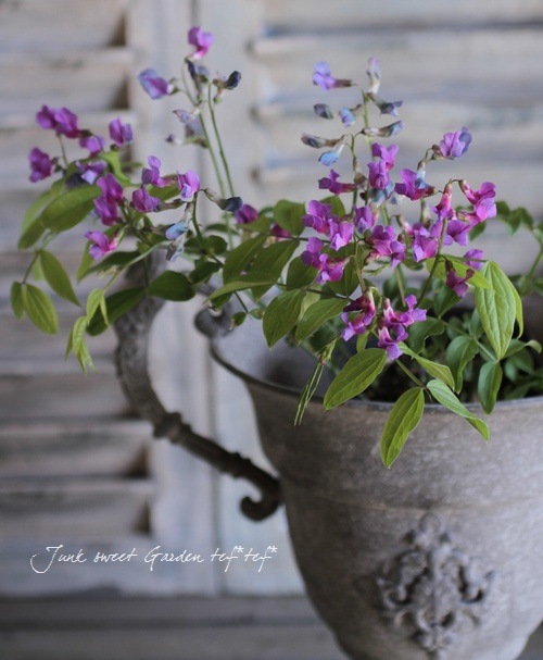 <i>Perennial sweet pea</i><BR><BR>�������ɺ������ȥԡ�<BR>�إ饷�饹���ԥ󥯡٤ȡإѡ��ץ�٤�MIX����
