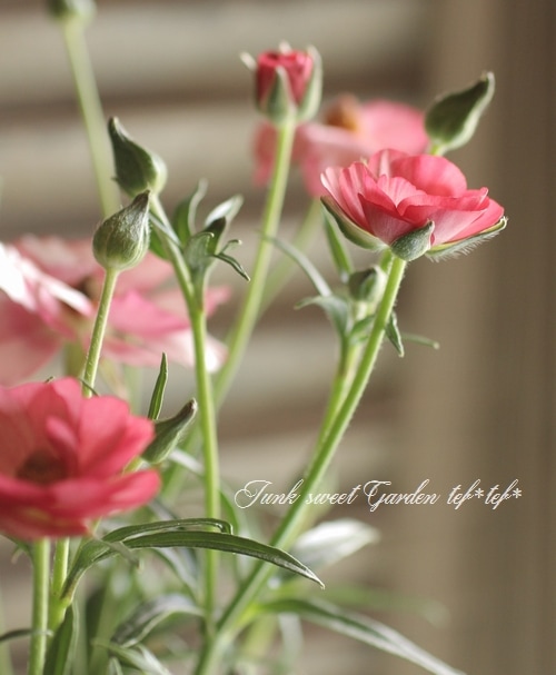 綾園芸さんのラナンキュラス ラックスシリーズ『リキュア』 | すべての