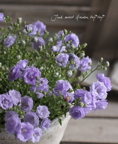 i>Campanula carpatica</i><BR><BR>カンパニュラ<BR>『ブルーワンダー