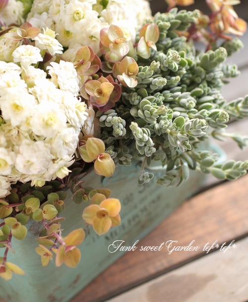 <i>Crassula remota</i><BR><BR>¿ʪ<BR>å顡إ⡼