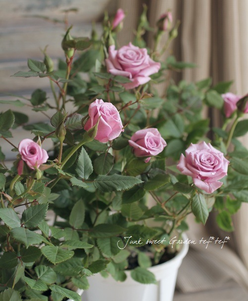 i>Rosa.Min</i><BR><BR>ミニバラ<BR>『パープルミント』 | すべての