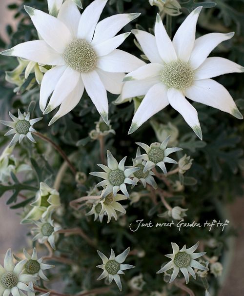 <i>Actinotus helianthi<BR><BR>�����ʼ�ե��ͥ�ե��إԥԡ�