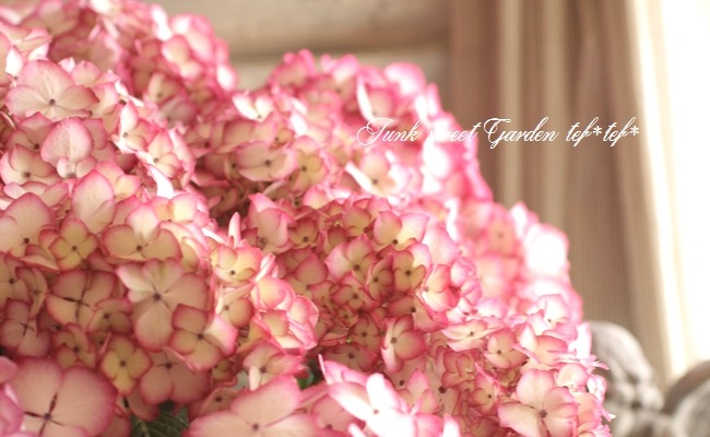 <i>Hydrangea</i><BR><BR>����ȭ�����۲�<BR>��BENI�ѡ��ץ��