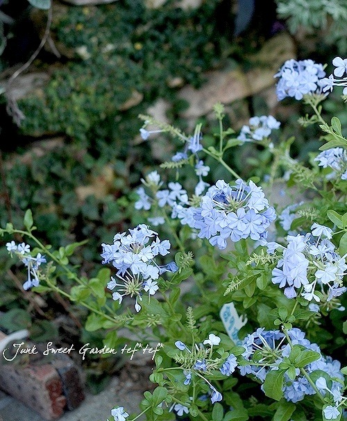 プルンバーゴ　るいまつり　ブルー　超大株 プルンバーゴ るいまつり ブルー 超大株 プルンバーゴ