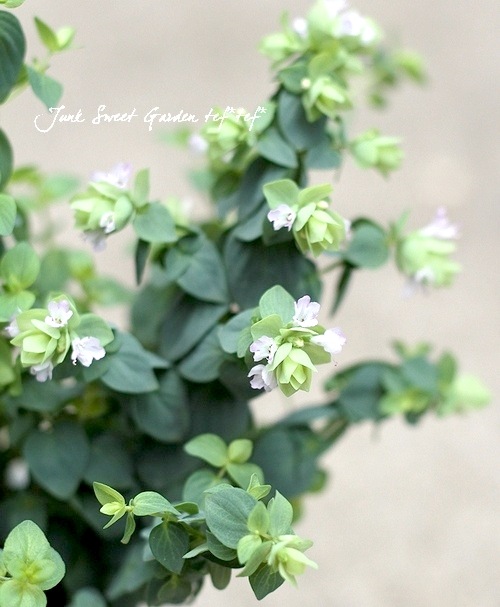 �֥��쥬�Ρ��إǥ��󥰥�ե����꡼�� ����