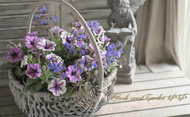<i>Petunia��hybrida</i><BR><BR>�ڥ���˥����ץ쥸�㡼<BR>�إۥ磻�ȥ�٥������������