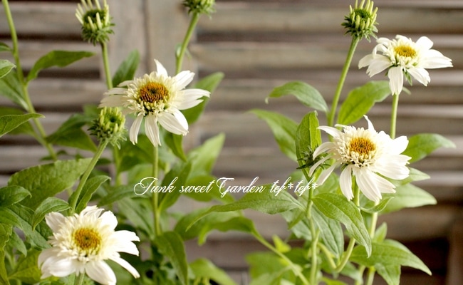 八重咲きエキナセア 『ホワイトダブルデライト』 植えっぱなしOK