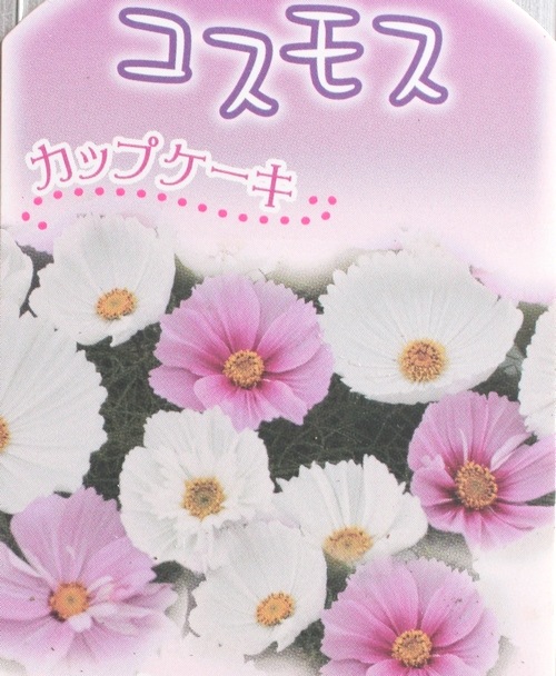 i>Cosmos bipinnatus</i><BR><BR>半八重咲きコスモス<BR>『カップ