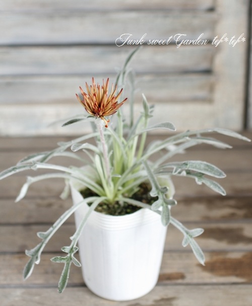 ɺȬź餭˥إ󥸥󥹥ѡ