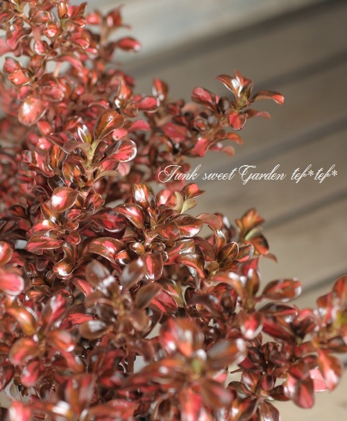 ץޡإ֥˥󥰥١ͼƤƤ