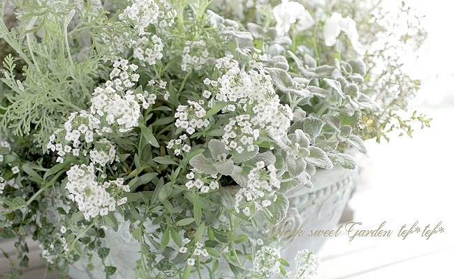 <i>Lobularia hybrid</i><BR><BR>���٥����ѡ�����å���<BR>�إ���С����ȥ꡼���