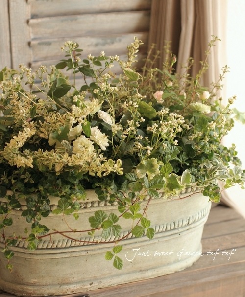 <i>rubus napaulensis'</i><BR><BR>դ<BR>֥إץݡ