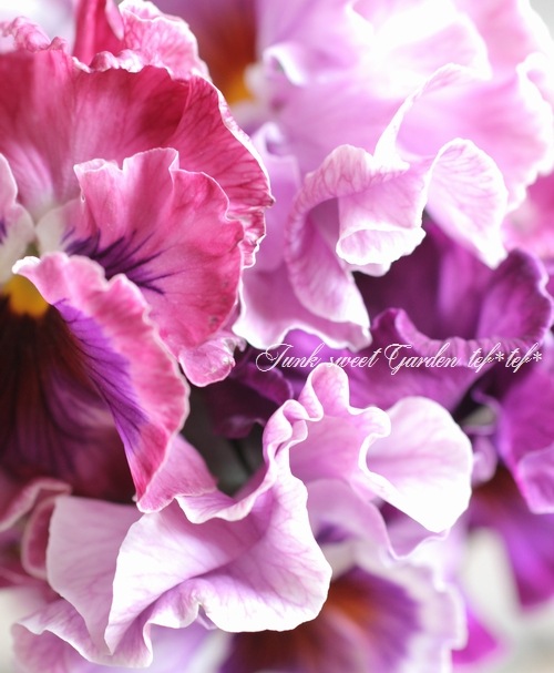 Peaceleaf様専用フリルカービングラベンダーアメシスト×MOP ピアス Nouer des liens フリルガーゼブランケット A80854(ガーゼケット