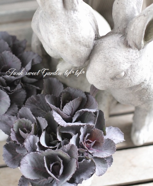 <i>Brassica</i><BR><BR>tef*tef*̥֡Ωơ<BR>С꡼ղð<BR>إ륭ѡ