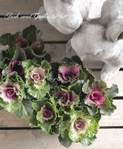 <i>Brassica</i><BR><BR>tef*tef*���̥֡�����Ω�ơ�<BR>�Ȥ���ա����饭���ղ�ð<BR>�ظ��ҡ��ե����ա�