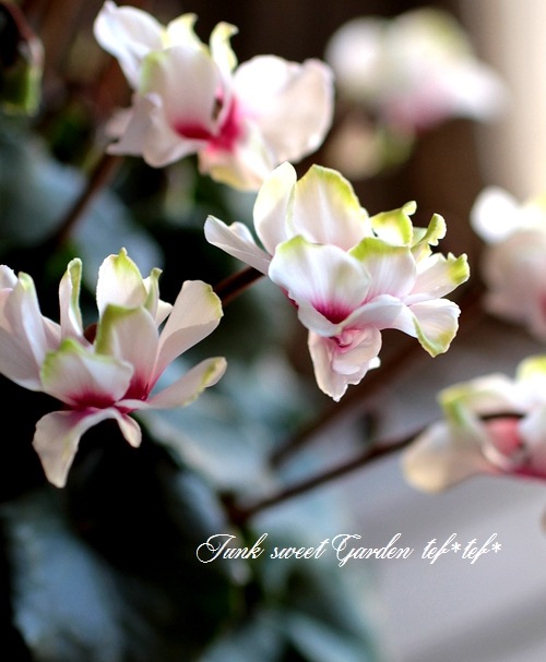 <i>Cyclamen persicum Mill</i><BR><BR>Ȭ�ź餭��������<BR>�褬���꡼��<BR>�إ��꡼��ƥ�����٥饤�ȥԥ�