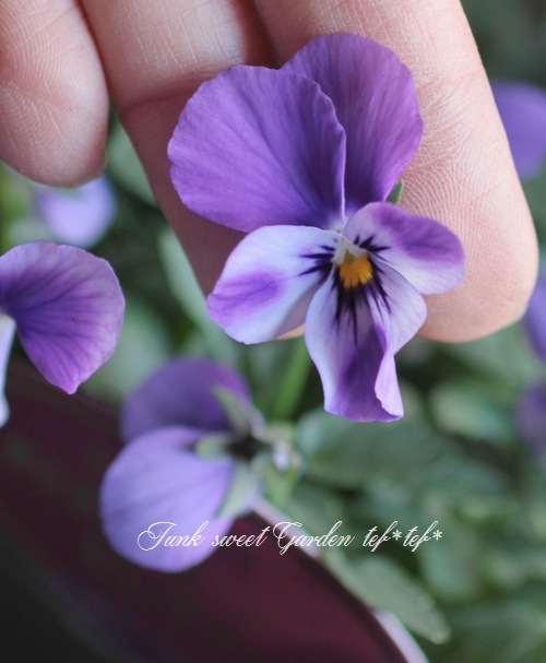 ���������Υ֥�������ӥ��顡��NOBUKO�����쥯�����١���ӥåȷ�