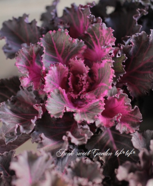 <i>Brassica oleracea var. </i><BR><BR>ե󥸤İ<BR>ղð