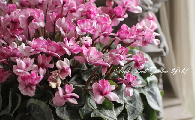 i>Cyclamen persicum Mill.</i><BR><BR>八重咲きシクラメン<BR