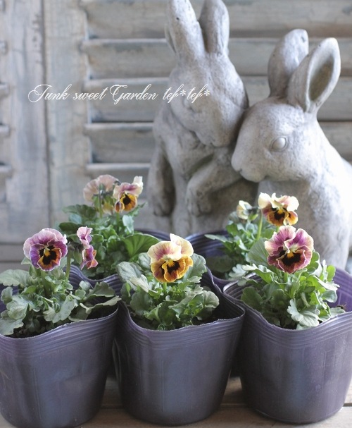 <i>Viola��wittrockiana </i><BR><BR>ʿ�͹��Ҥ���ӥ���<BR>�ؿ����ޥ��å���