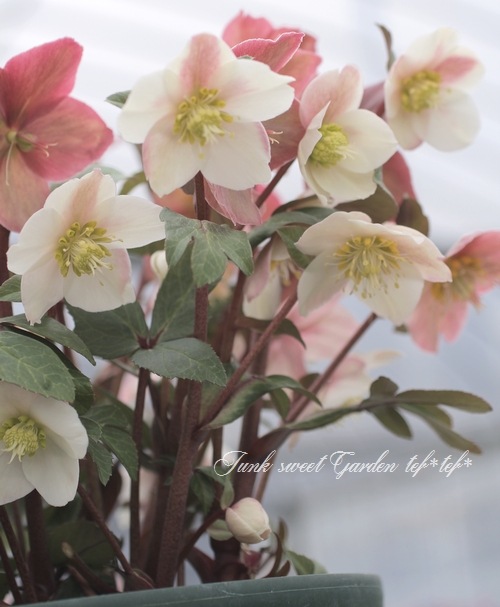 ユキノリ クリスマスローズ クリスマスローズ 『スノーダンス』 | すべての商品 | | Junk sweet