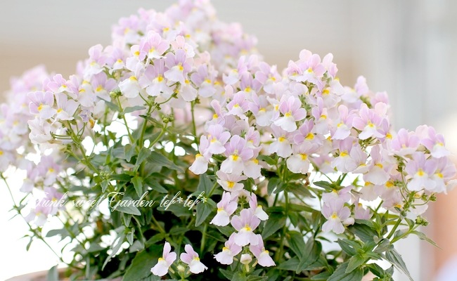 �ɺ��ͥ᥷�����᡼�ƥ뿷�ʼ� �إԥ󥭡����ߥ륭����